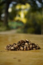 Limited Edition Chunk Bead Tulsi Japa Mala for Kartik Month – Handcrafted & Sacred - MAYAPURSTORE